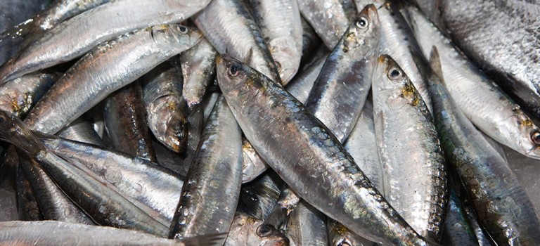 Fiesta de la sardina de Vigo