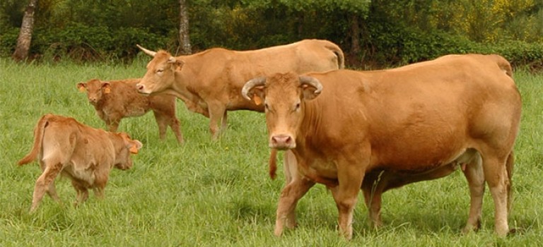 Feria del ganado vacuno de carne de Friol